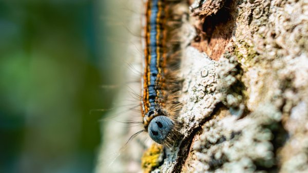 Que faire en cas de contact avec des chenilles processionnaires ?